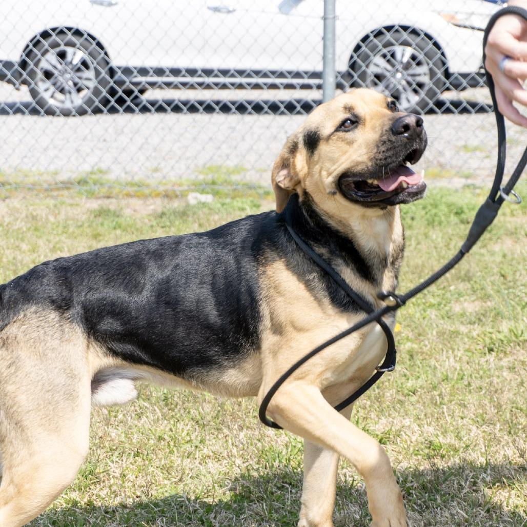 Enlarge Max, a Adoptable mixed breed in Elizabeth City, NC image 3/6