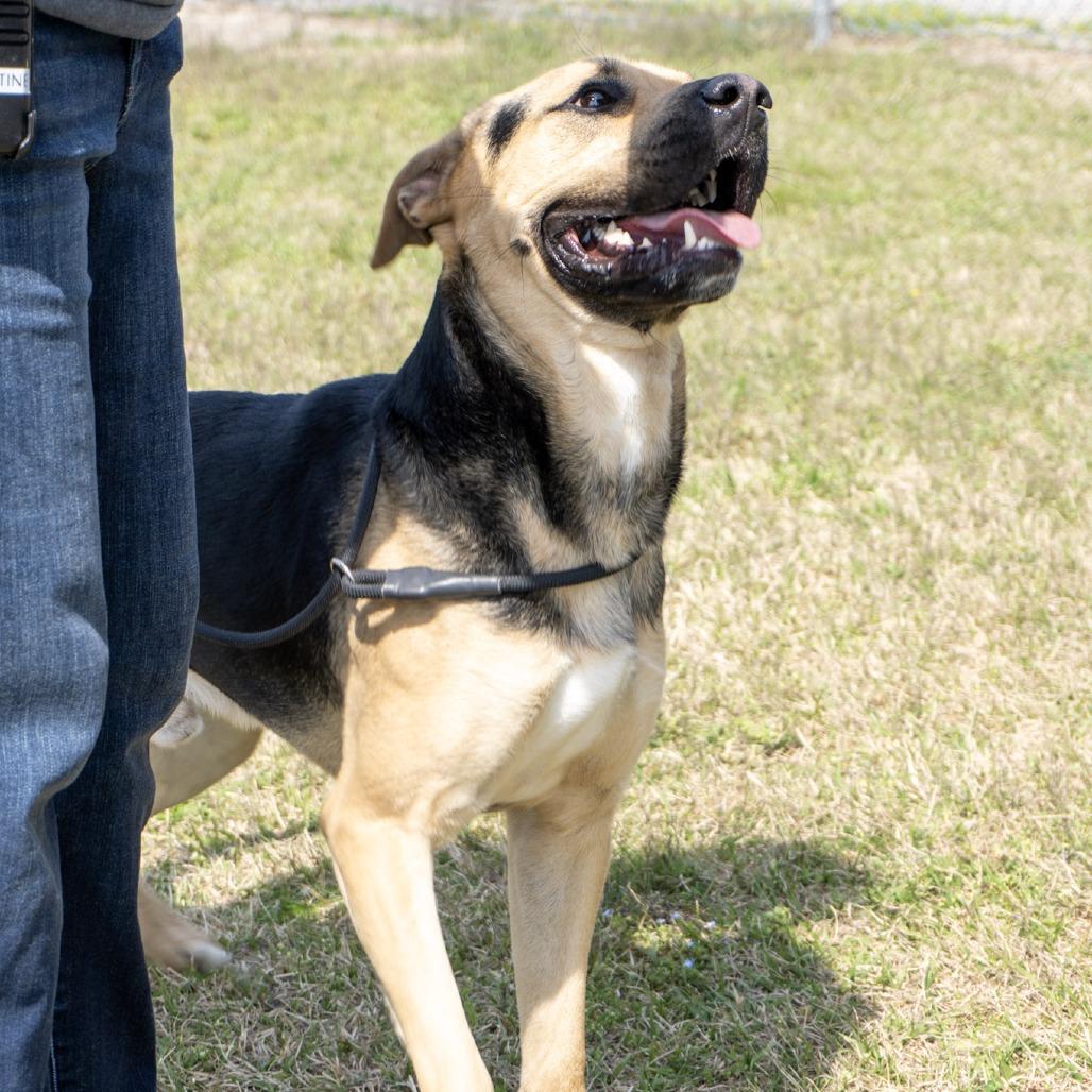 Enlarge Max, a Adoptable mixed breed in Elizabeth City, NC image 4/6