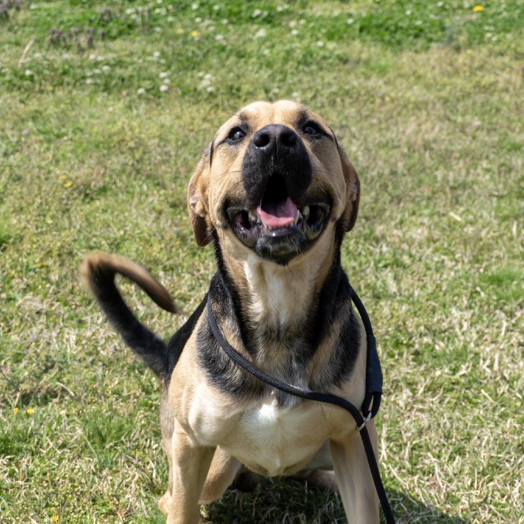 Enlarge Max, a Adoptable mixed breed in Elizabeth City, NC image 5/6