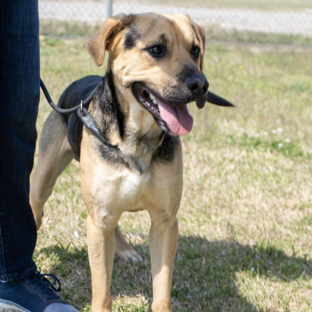 Enlarge Max, a Adoptable mixed breed in Elizabeth City, NC image 6/6