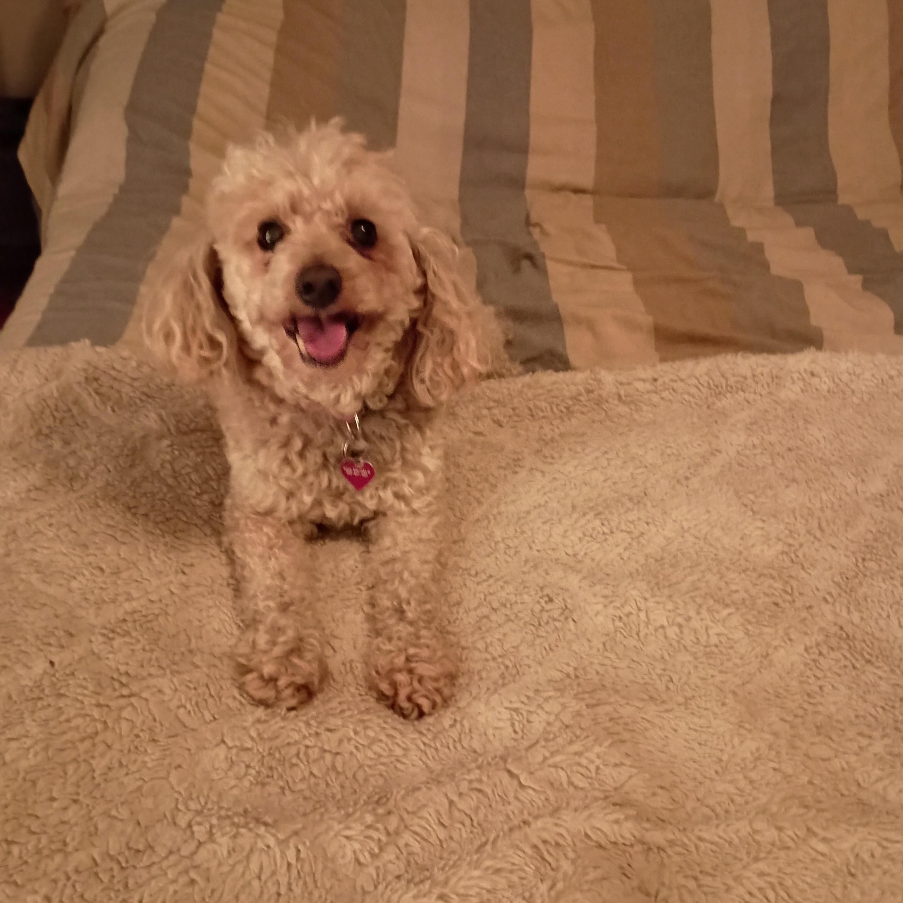 Enlarge Dixie, a Adopted Miniature Poodle in Louisville, KY image 2/6