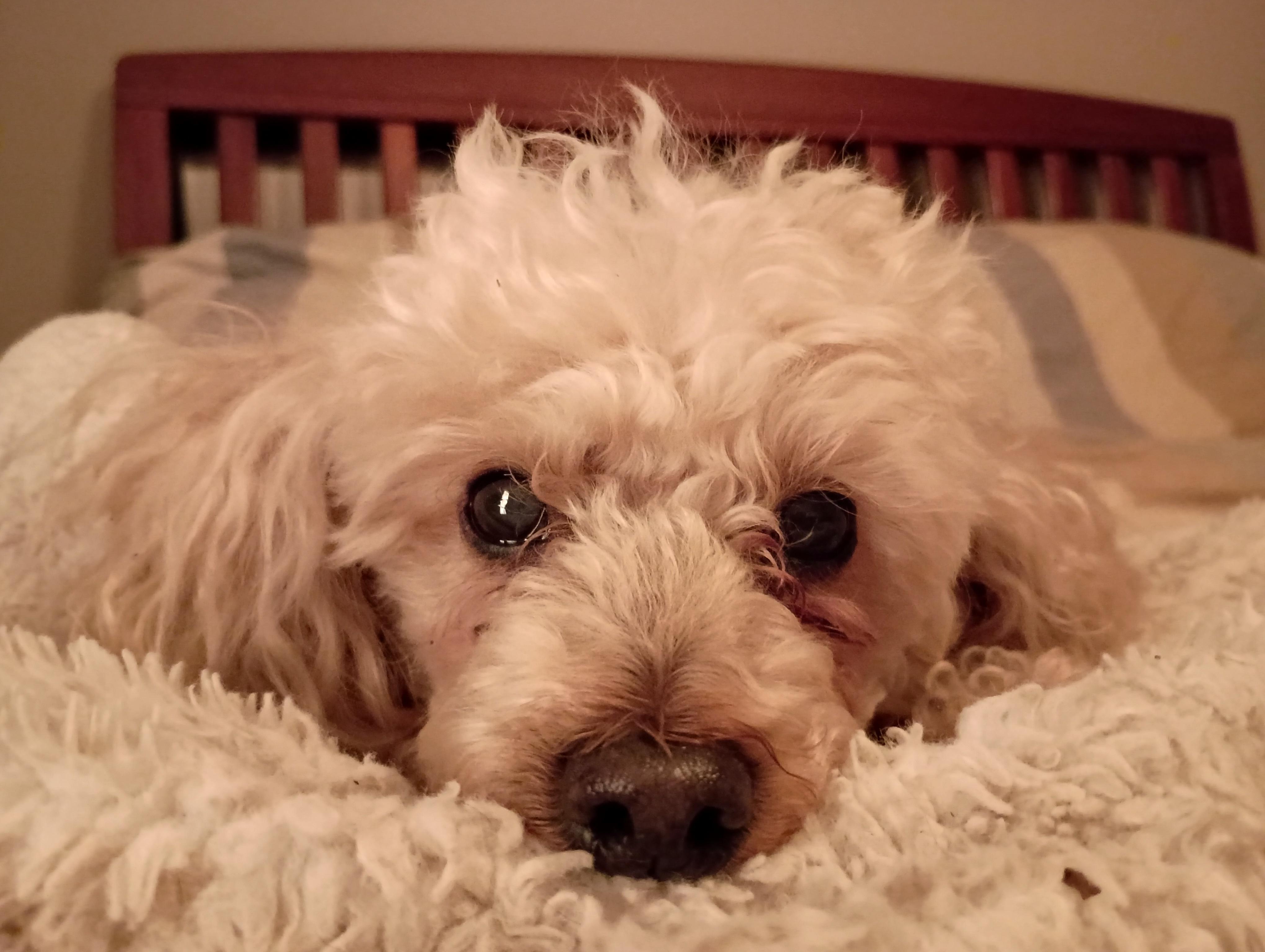 Enlarge Dixie, a Adopted Miniature Poodle in Louisville, KY image 3/6