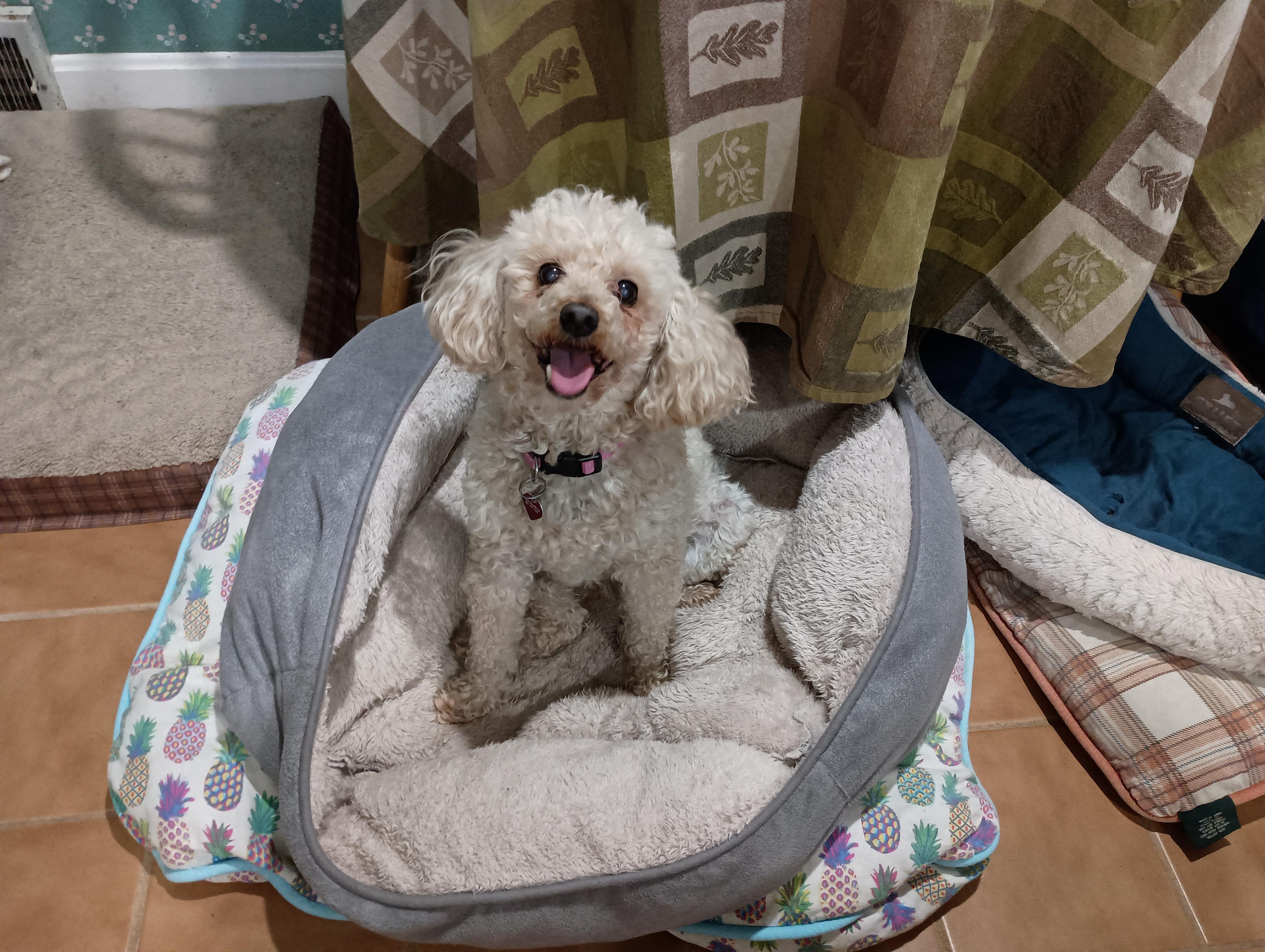 Dixie, Adopted, Senior Female Miniature Poodle.
