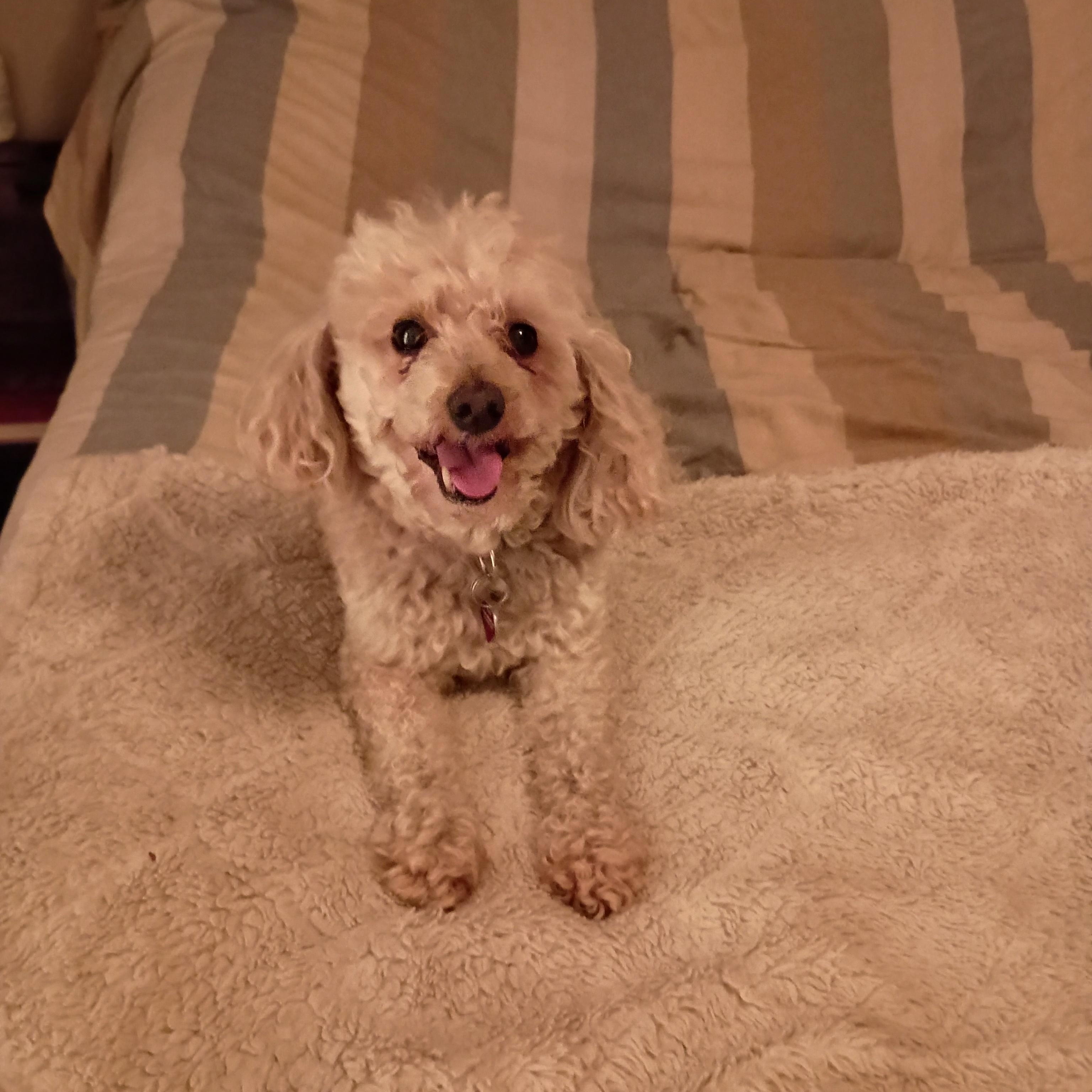 Enlarge Dixie, a Adopted Miniature Poodle in Louisville, KY image 4/6