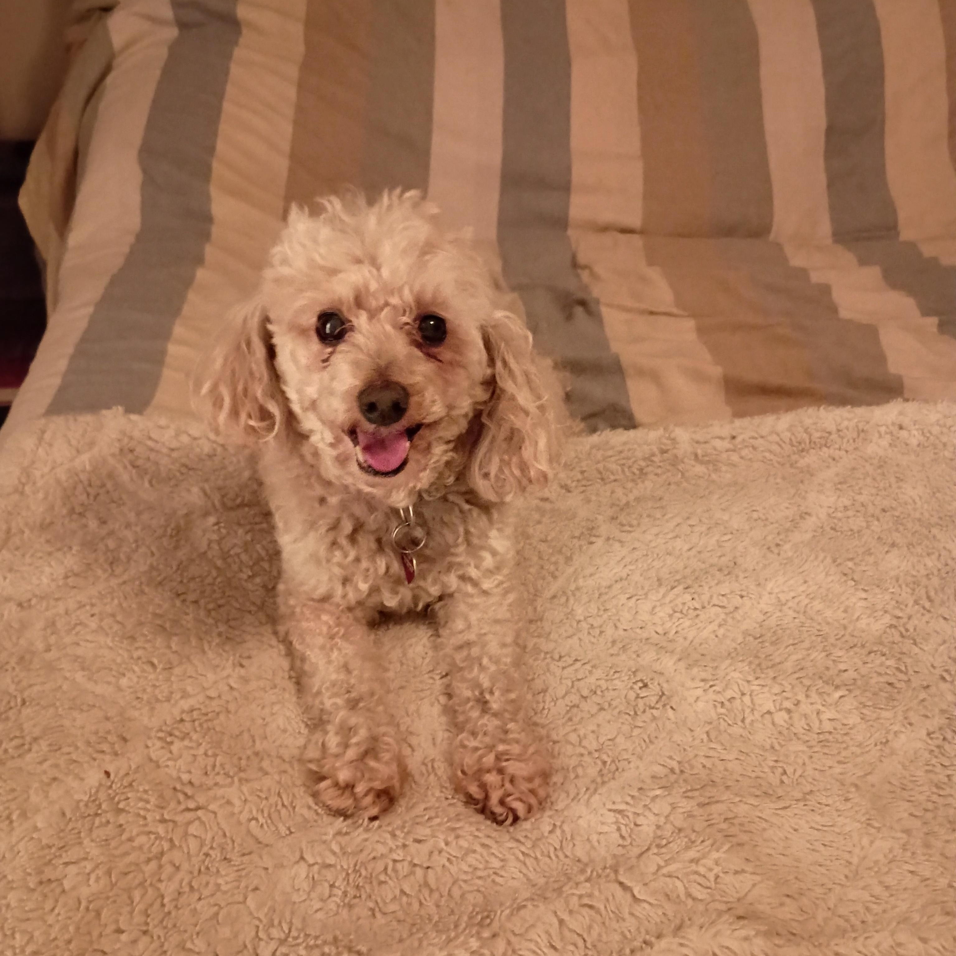 Enlarge Dixie, a Adopted Miniature Poodle in Louisville, KY image 6/6