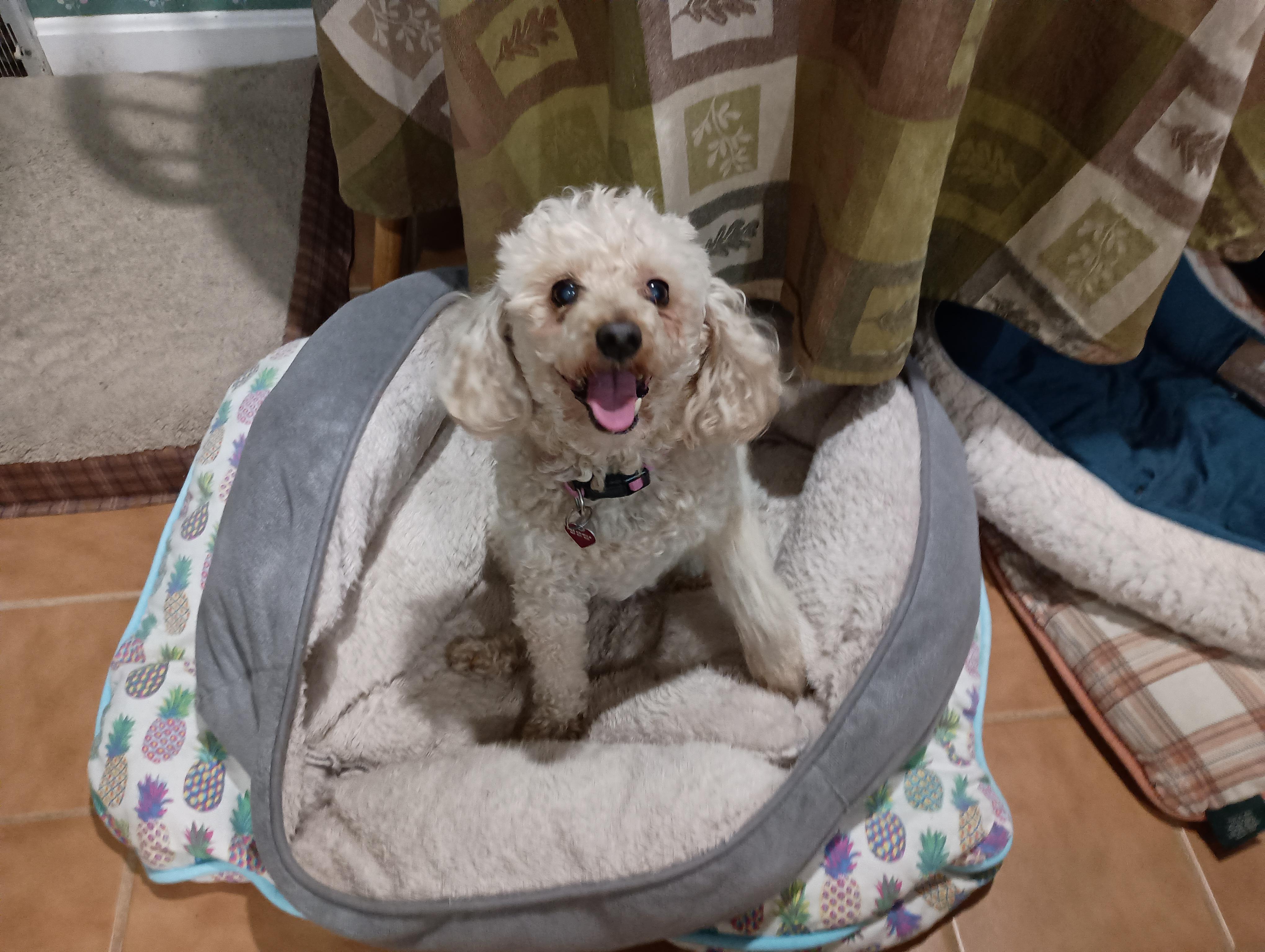 Enlarge Dixie, a Adopted Miniature Poodle in Louisville, KY image 5/6