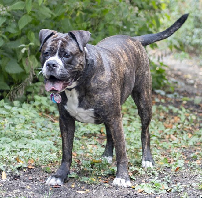 Cora, a Adoptable mixed breed in Chicago, IL image 1/6