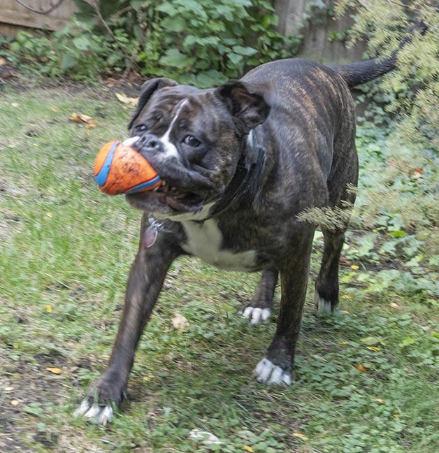 Cora, a Adoptable mixed breed in Chicago, IL image 2/6