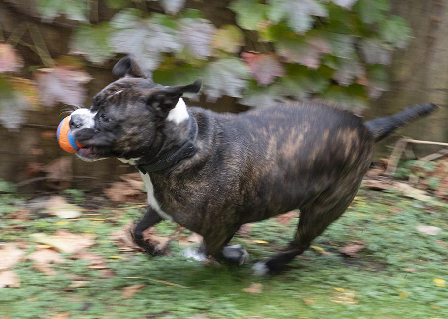 Cora, Adoptable, Young Female Boxer.