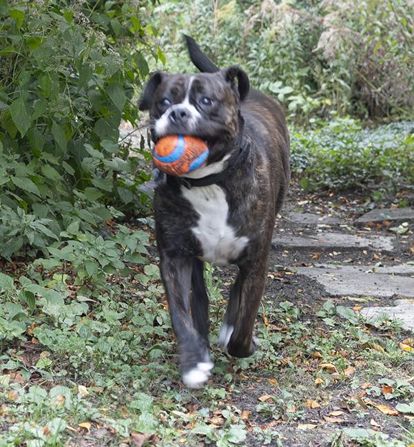 Cora, a Adoptable mixed breed in Chicago, IL image 5/6