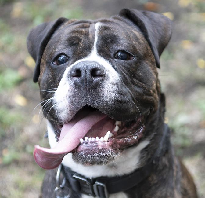 Cora, a Adoptable mixed breed in Chicago, IL image 6/6