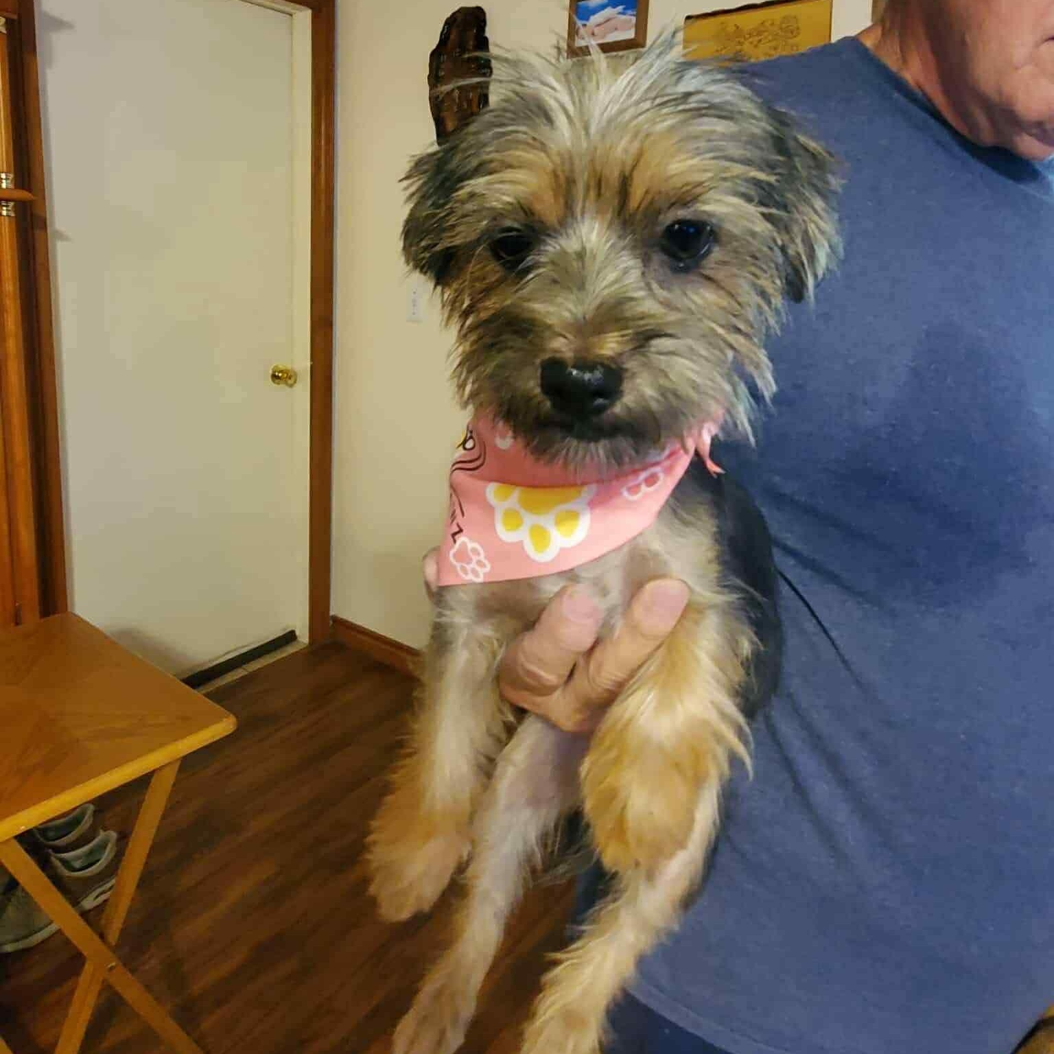 Jill, Young Female Yorkshire Terrier