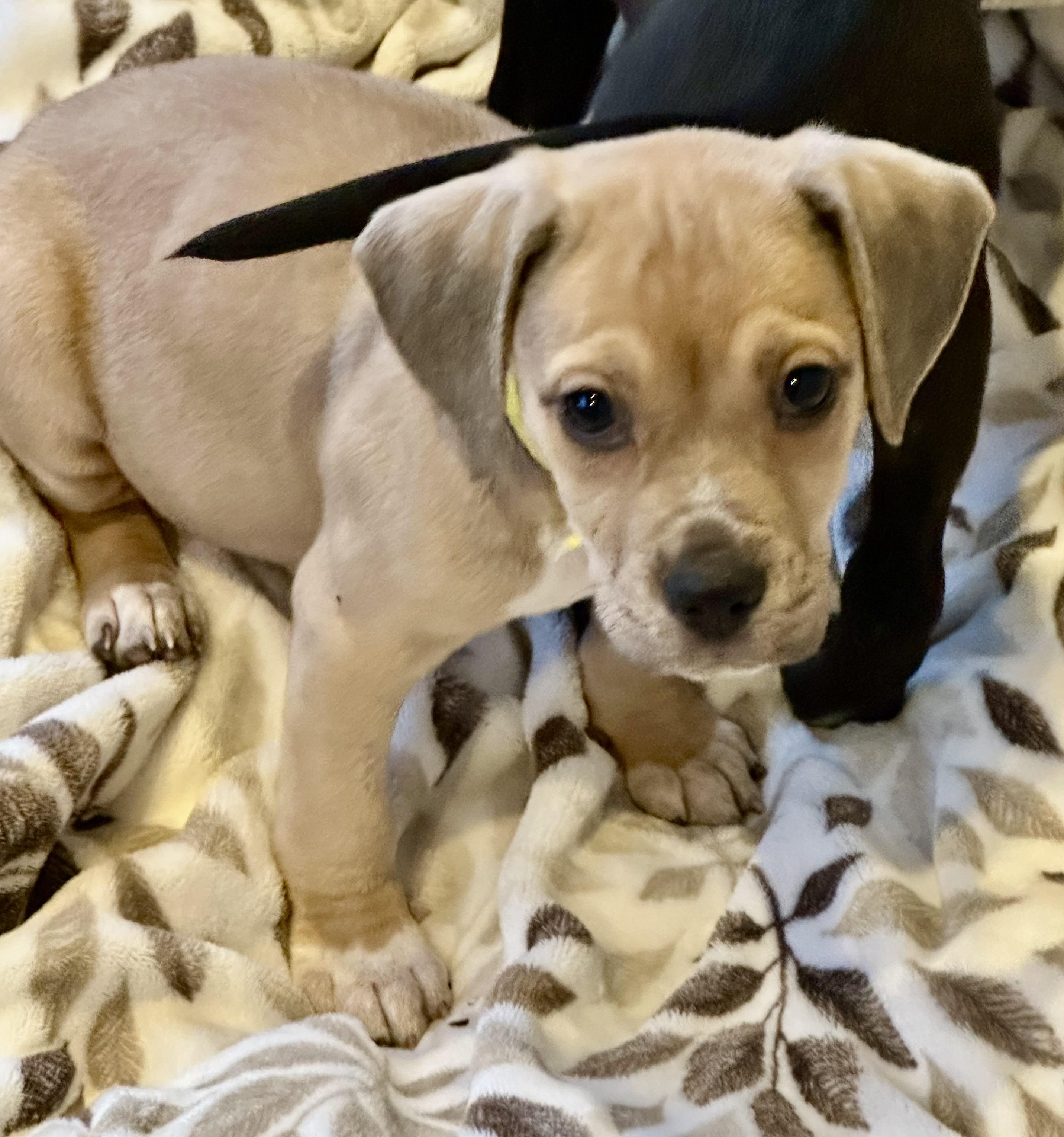 Enlarge RUDY AND OPIE, a ADOPTABLE mixed breed in San Jose, CA image 4/6