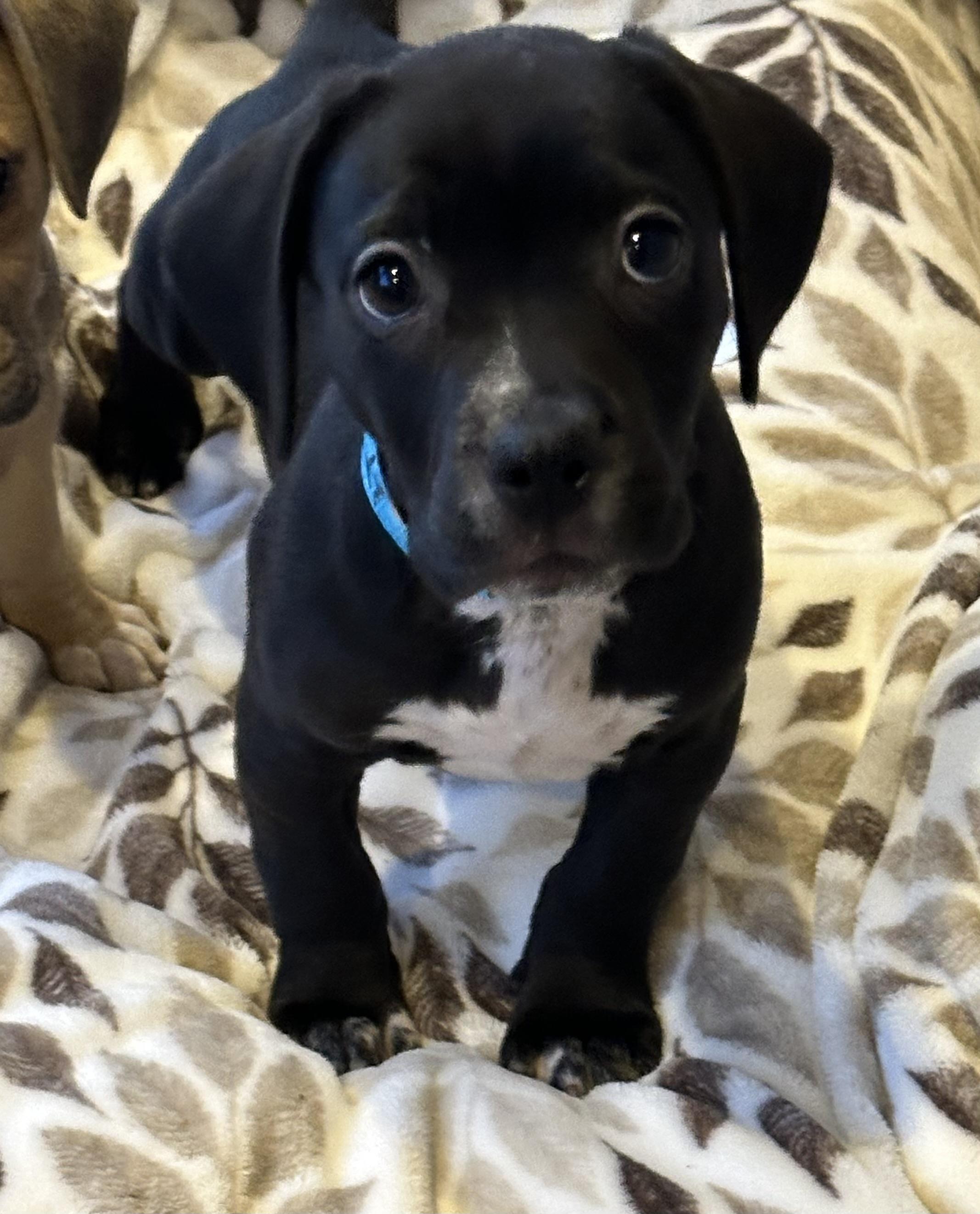 Enlarge RUDY AND OPIE, a ADOPTABLE mixed breed in San Jose, CA image 3/6