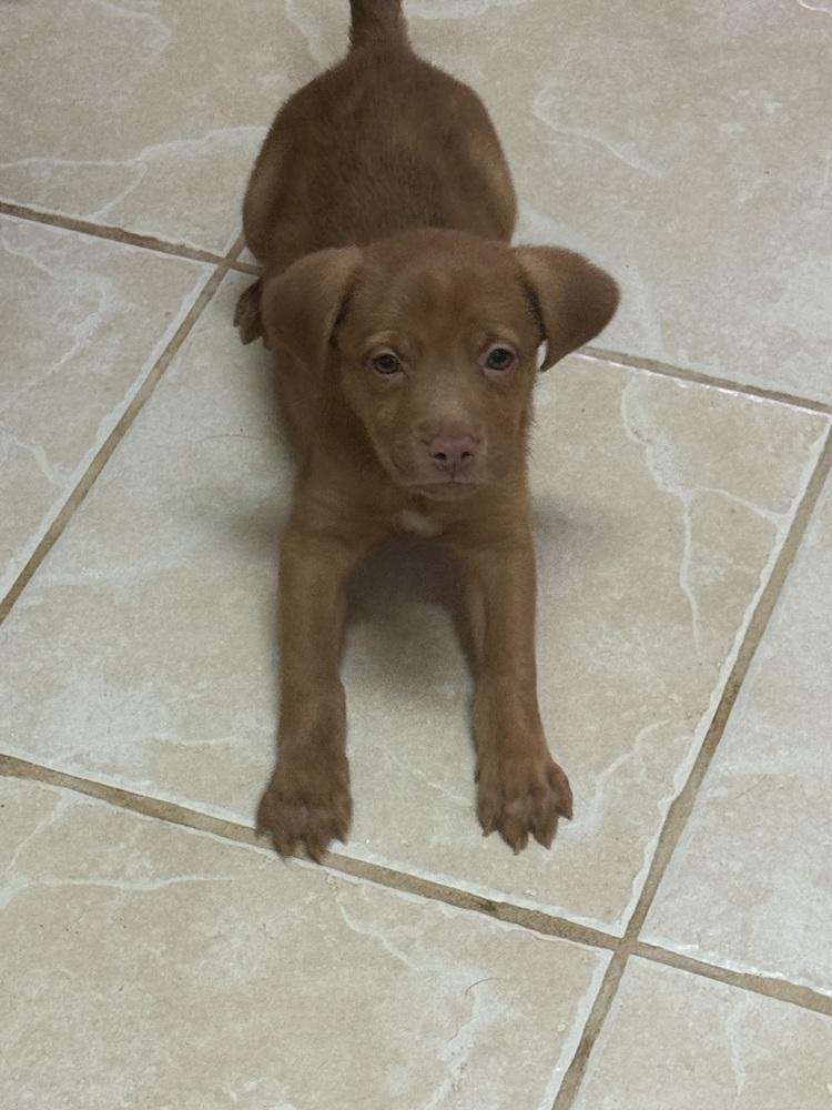 The Light Puppies : Starlight, Adopted, Puppy Female Labrador Retriever & Pit Bull Terrier.