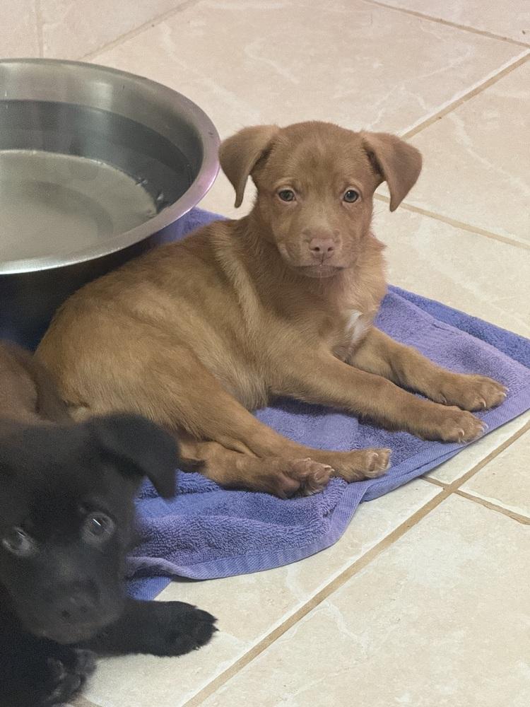 The Light Puppies : Starlight, a Adopted mixed breed in Osgood, IN image 2/2
