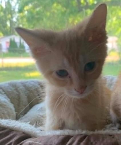 Enlarge Mayhem, a ADOPTABLE Domestic Short Hair in Battle Creek, MI image 2/2