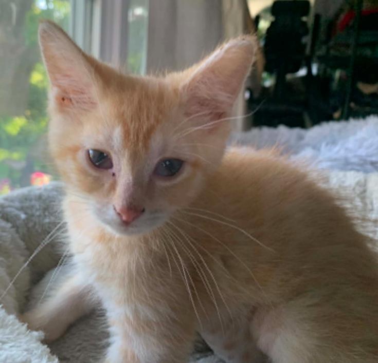 Enlarge Mayhem, a ADOPTABLE Domestic Short Hair in Battle Creek, MI image 1/2