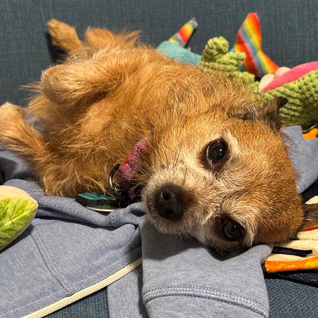 Enlarge Rusty, a Adoptable Cairn Terrier in Katy, TX image 2/3