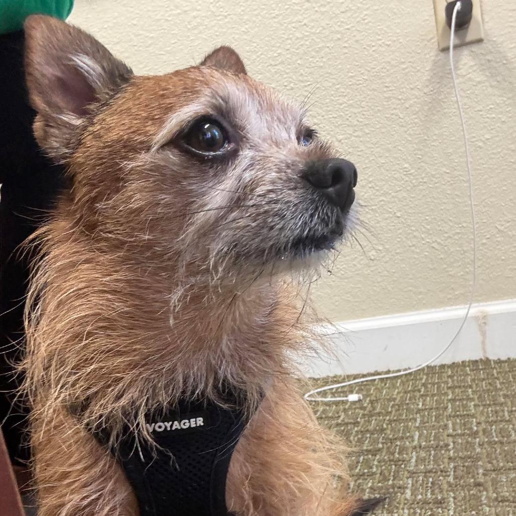Enlarge Rusty, a Adoptable Cairn Terrier in Katy, TX image 3/3
