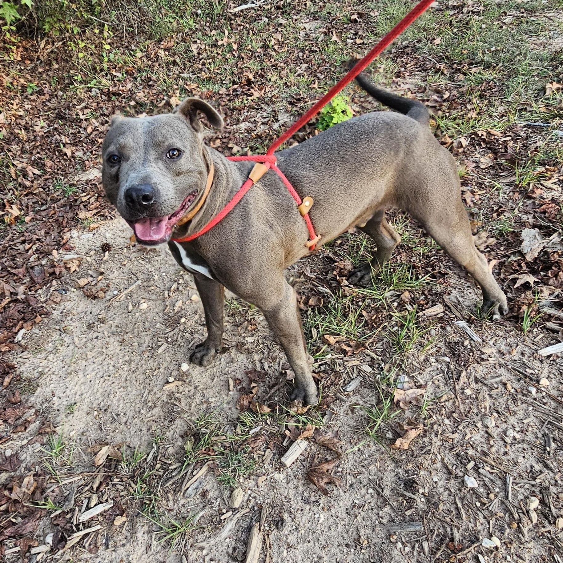 Enlarge Bluey, a Adoptable mixed breed in Willis, TX image 4/5