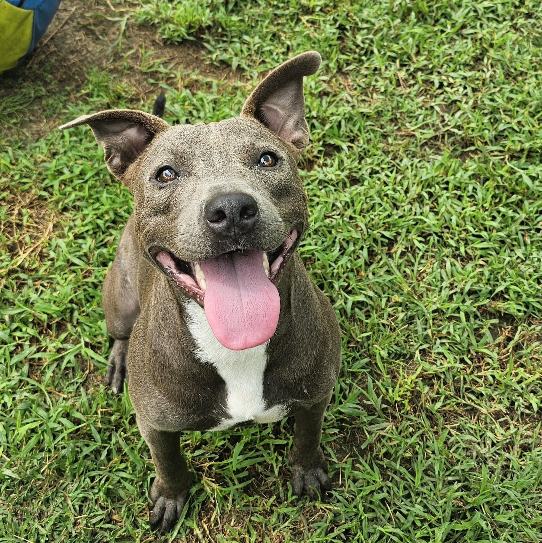 Bluey, Adoptable, Young Male Pit Bull Terrier & Terrier.