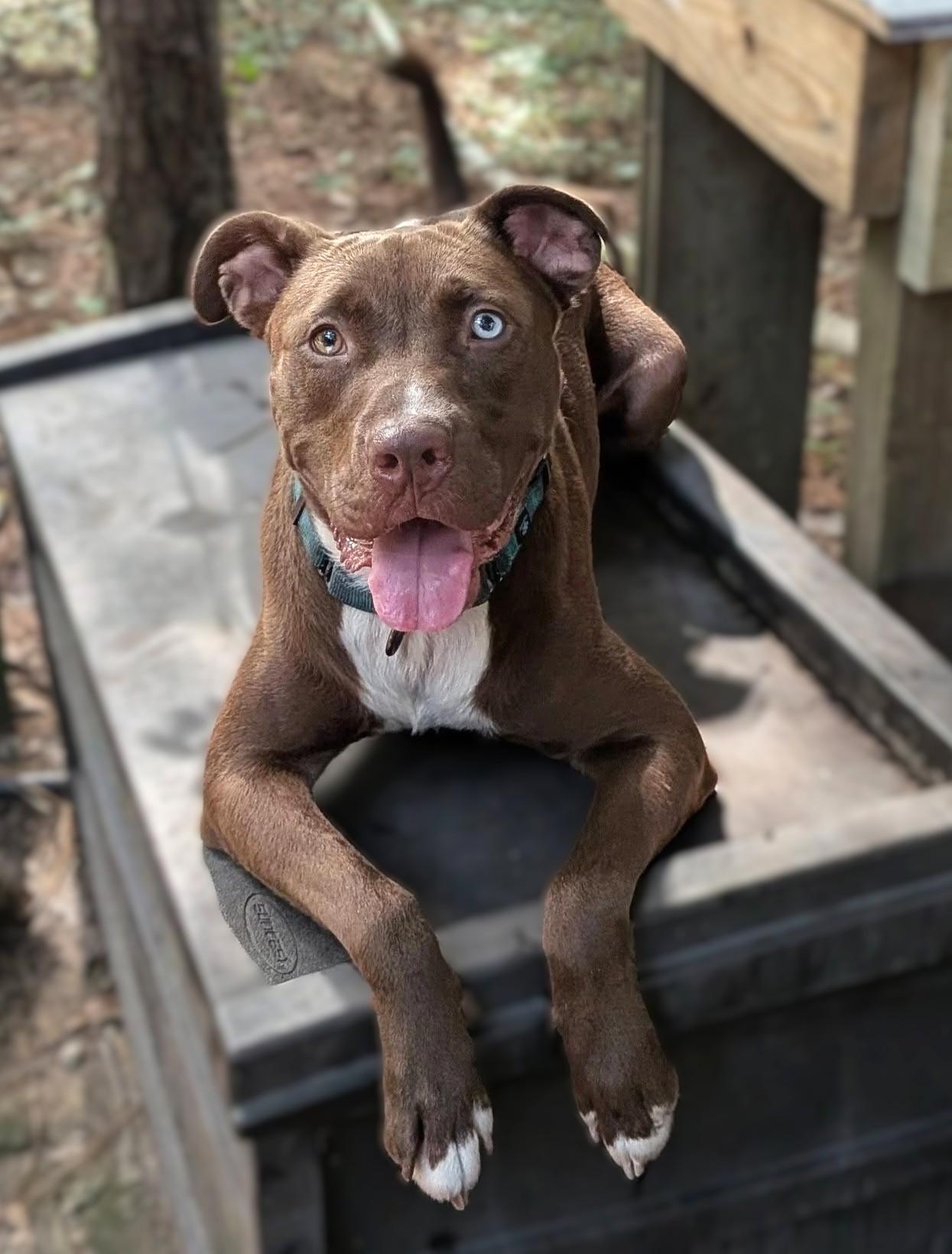 Enlarge Belgium, a Adoptable mixed breed in Savannah, GA image 1/5