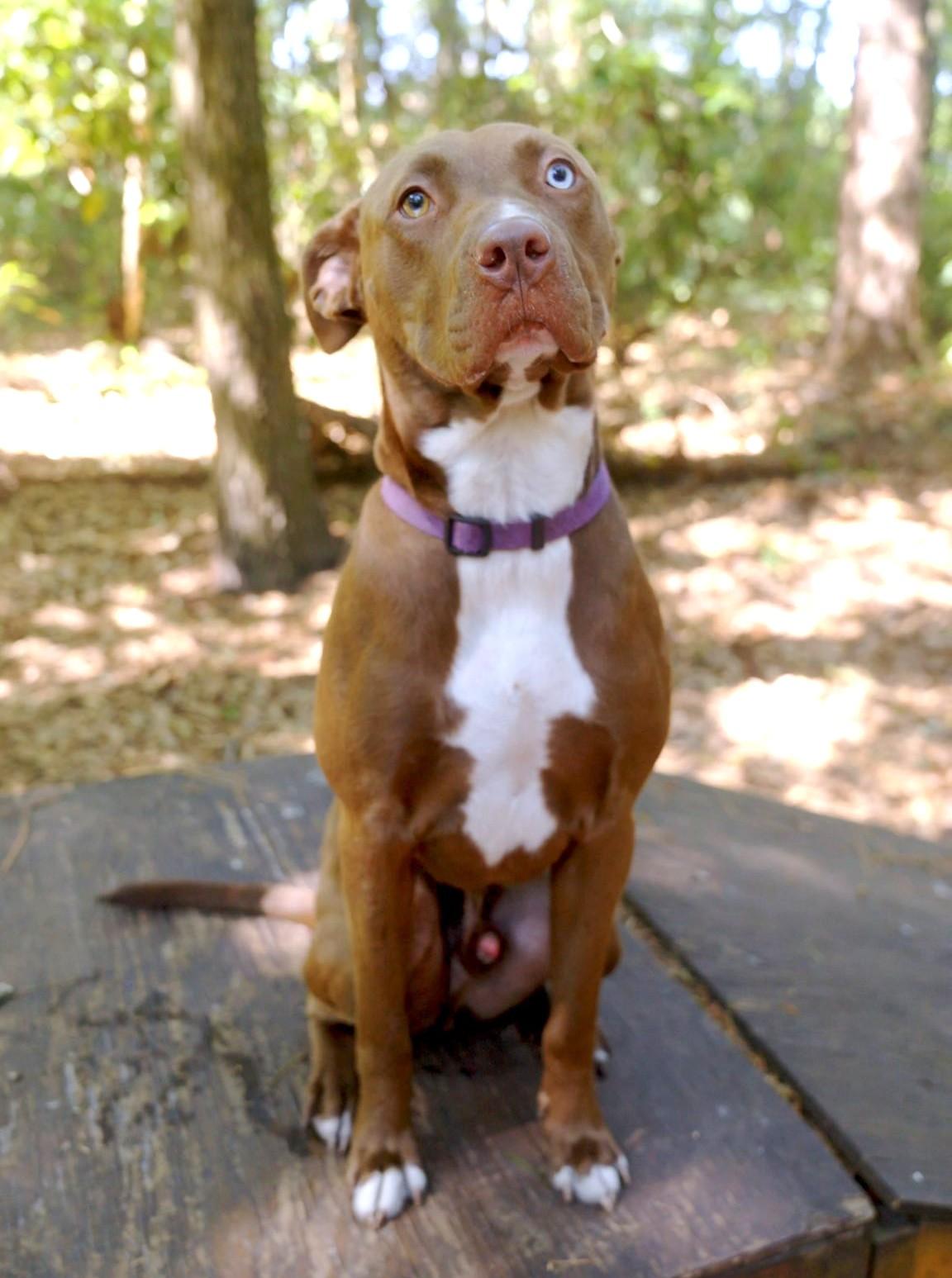 Belgium, a Adoptable mixed breed in Savannah, GA image 2/6