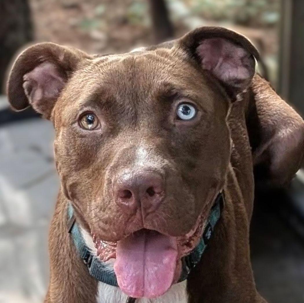 Enlarge Belgium, a Adoptable mixed breed in Savannah, GA image 2/5