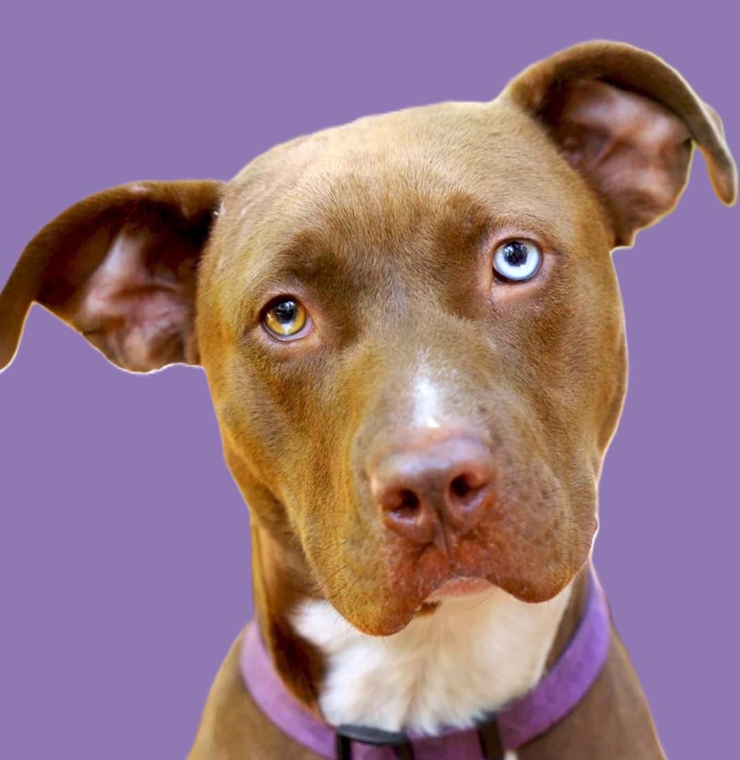 Belgium, Adoptable, Young Male Pit Bull Terrier.