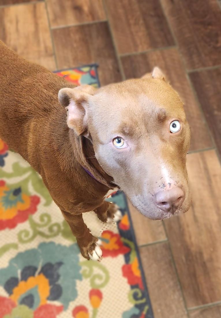 Belgium, a Adoptable mixed breed in Savannah, GA image 3/6
