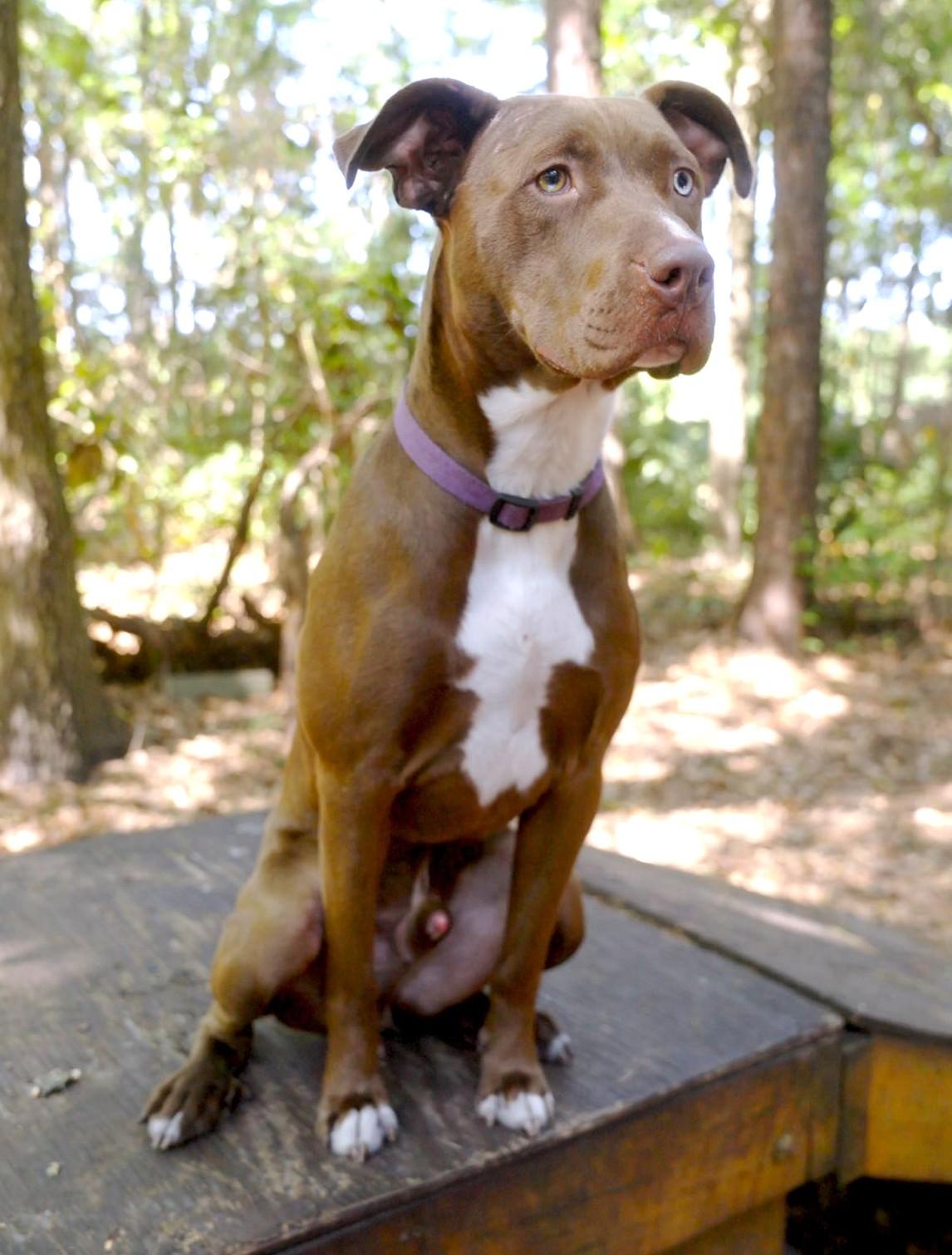 Belgium, a Adoptable mixed breed in Savannah, GA image 4/6