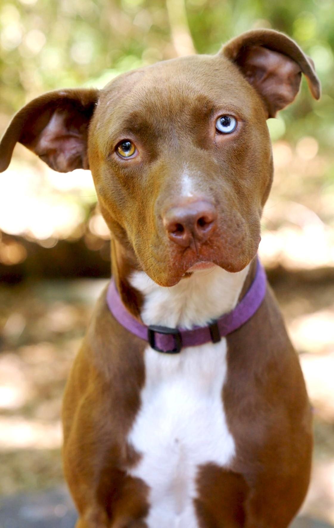 Belgium, a Adoptable mixed breed in Savannah, GA image 6/6