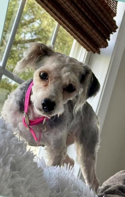 Enlarge Katie, a ADOPTABLE mixed breed in Norfolk, VA image 2/3