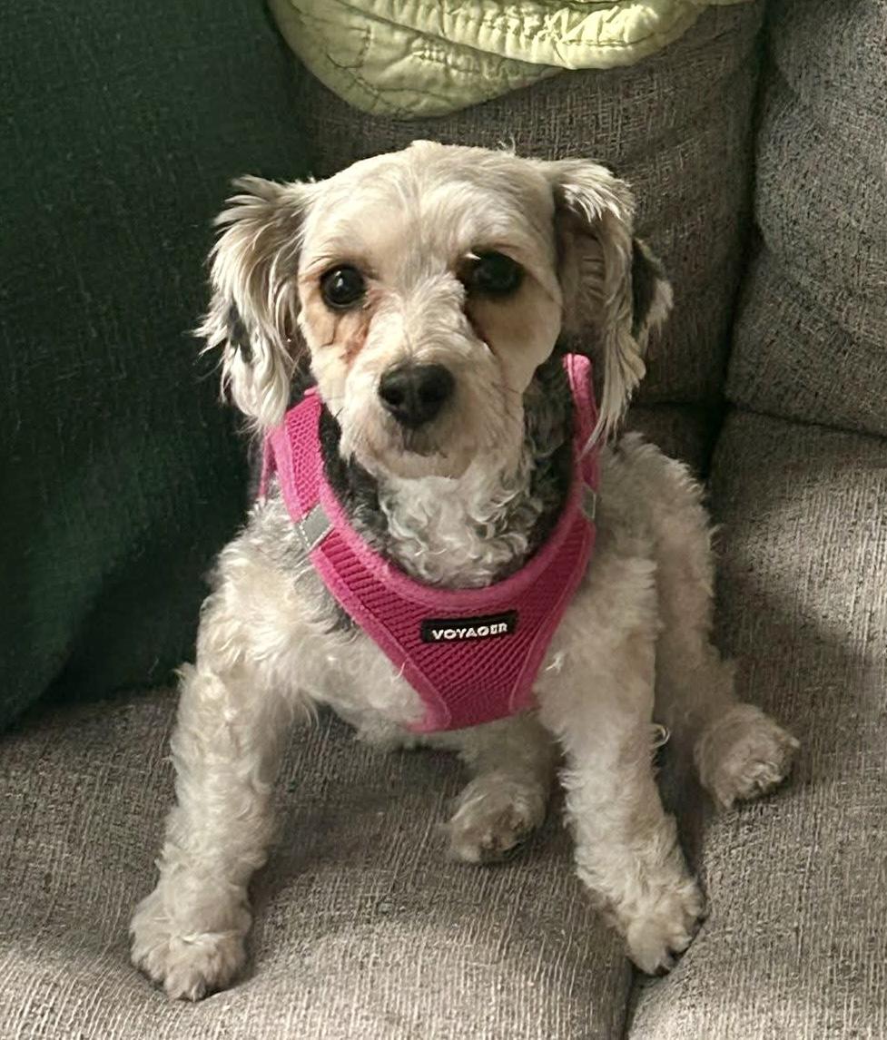 Enlarge Katie, a ADOPTABLE mixed breed in Norfolk, VA image 1/3