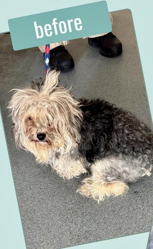 Enlarge Katie, a ADOPTABLE mixed breed in Norfolk, VA image 3/3