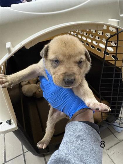 Enlarge Kason, a Adoptable mixed breed in Dallas, TX image 1/1