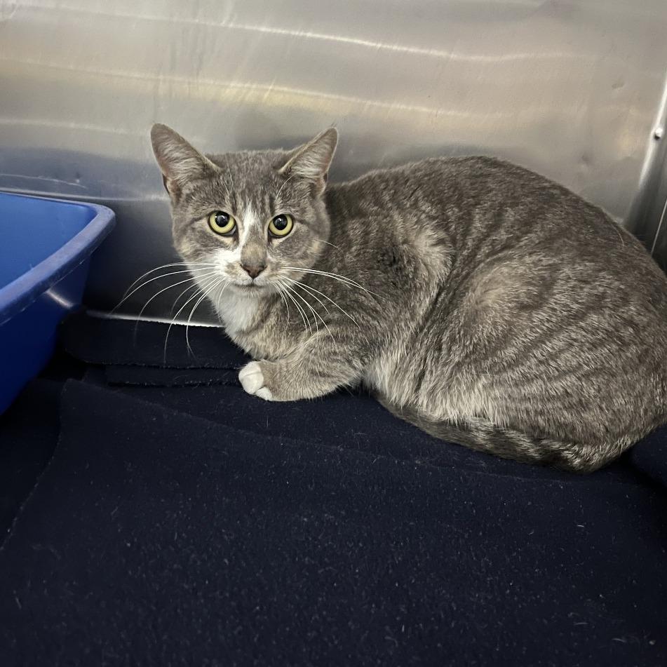 Enlarge Annabelle, a Adoptable Domestic Short Hair in Idaho Falls, ID image 1/1