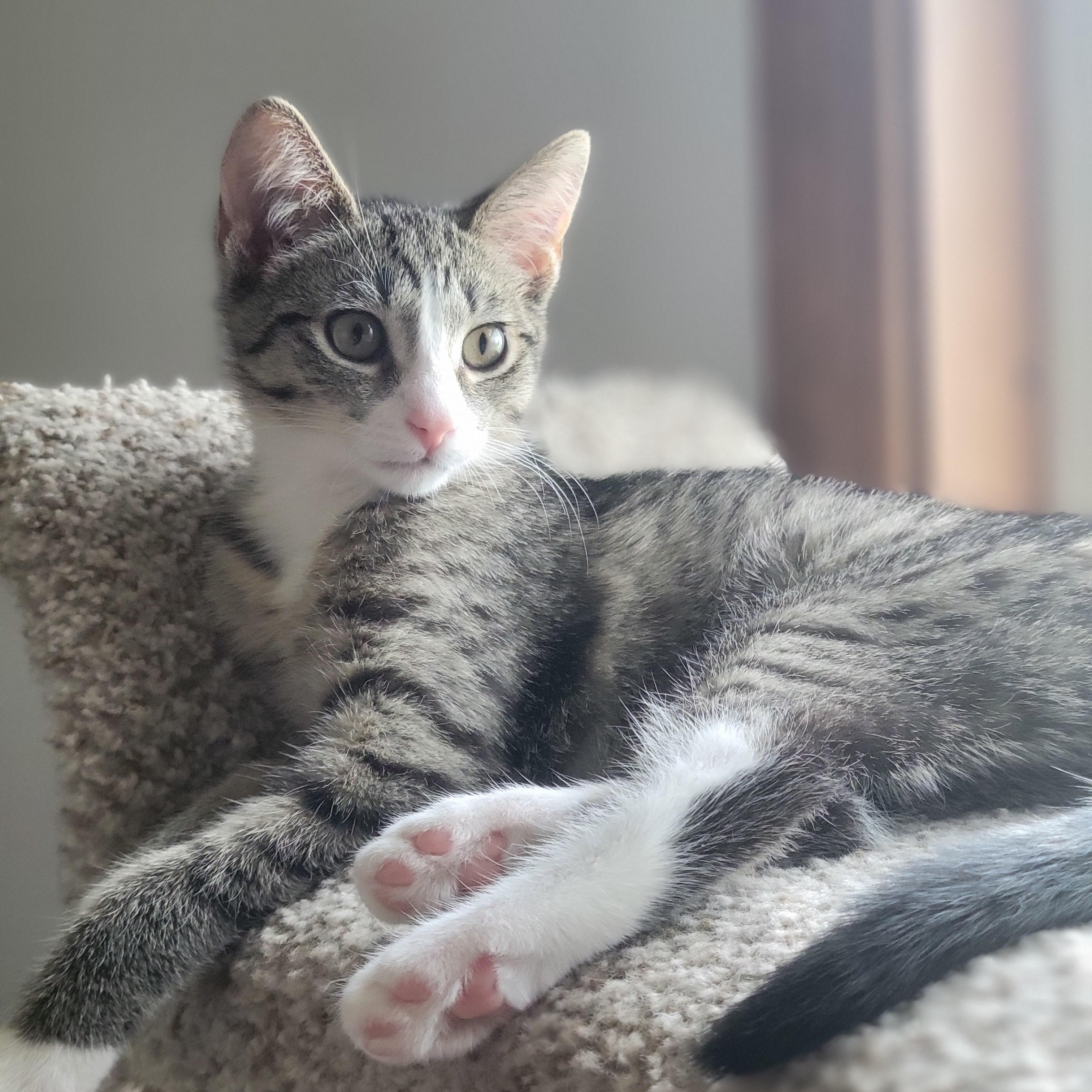 Enlarge Froot Loops, a Adoptable Domestic Short Hair in Swartz Creek, MI image 4/5