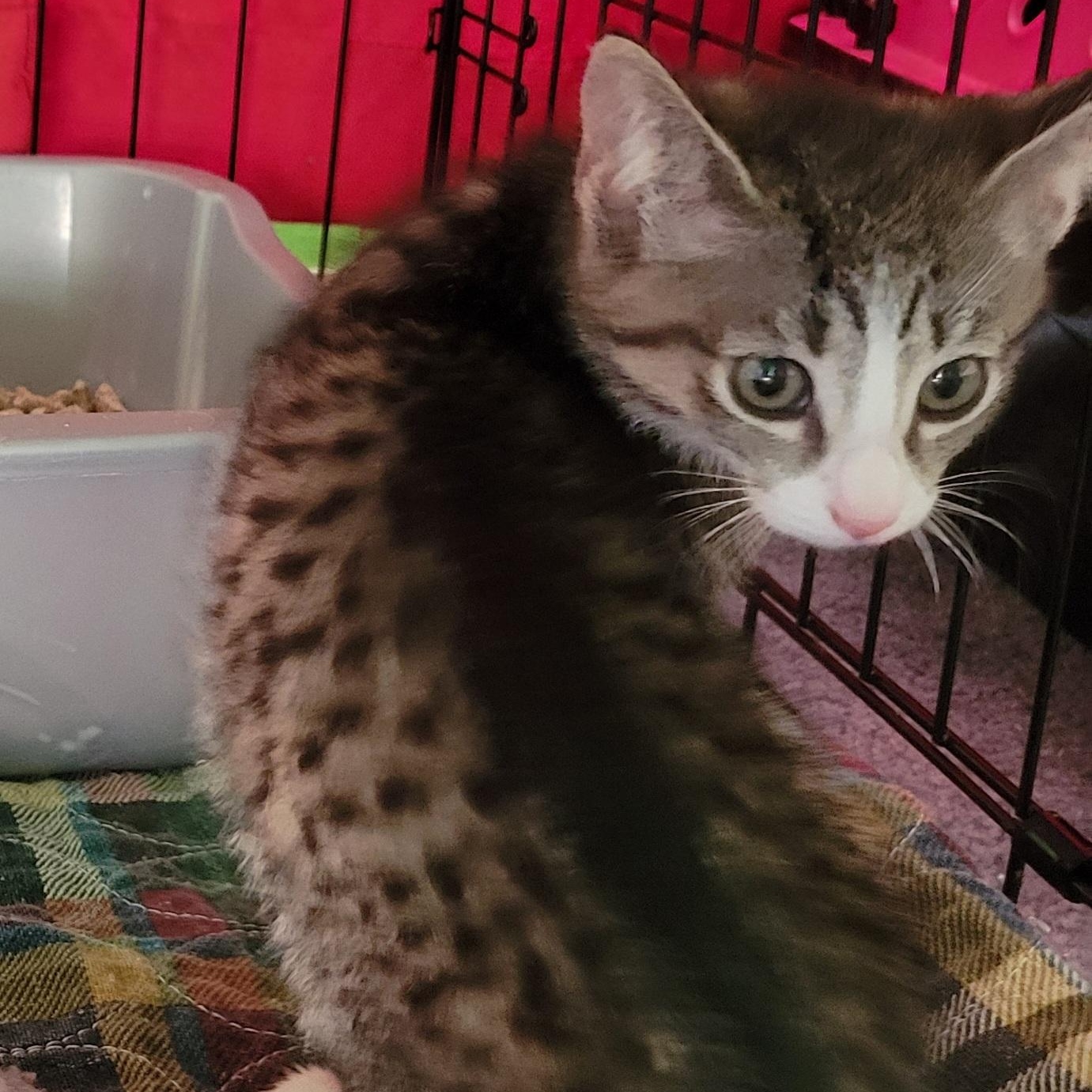 Enlarge Froot Loops, a Adoptable Domestic Short Hair in Swartz Creek, MI image 3/5