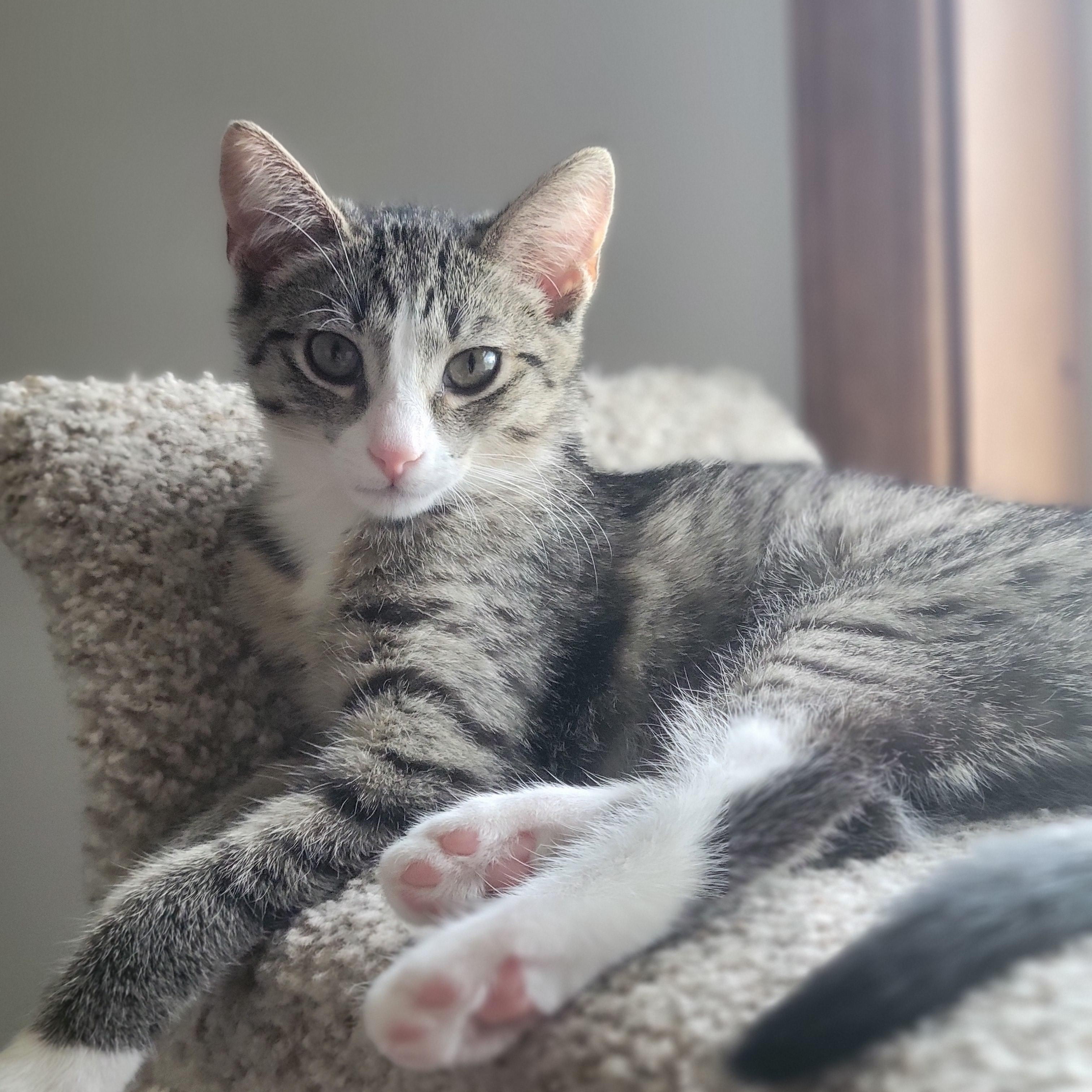 Froot Loops, Adoptable, Kitten Female Domestic Short Hair.