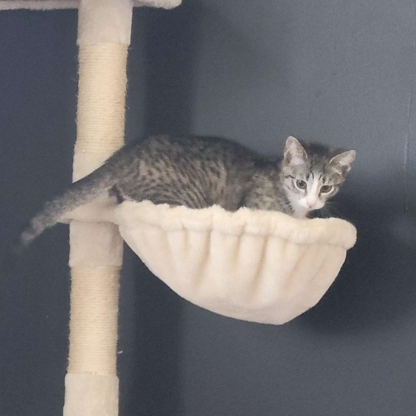 Enlarge Froot Loops, a Adoptable Domestic Short Hair in Swartz Creek, MI image 5/5