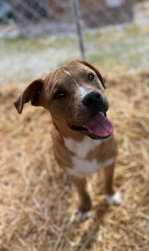 Enlarge Finch, a Adoptable Mixed Breed in Manchester, TN image 3/3