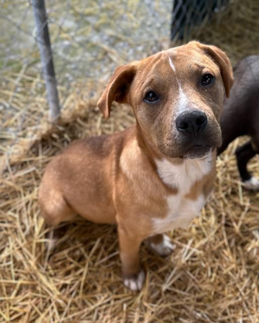 Enlarge Finch, a Adoptable Mixed Breed in Manchester, TN image 2/3