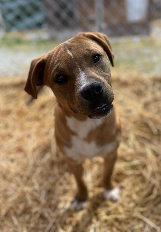 Enlarge Finch, a Adoptable Mixed Breed in Manchester, TN image 1/3