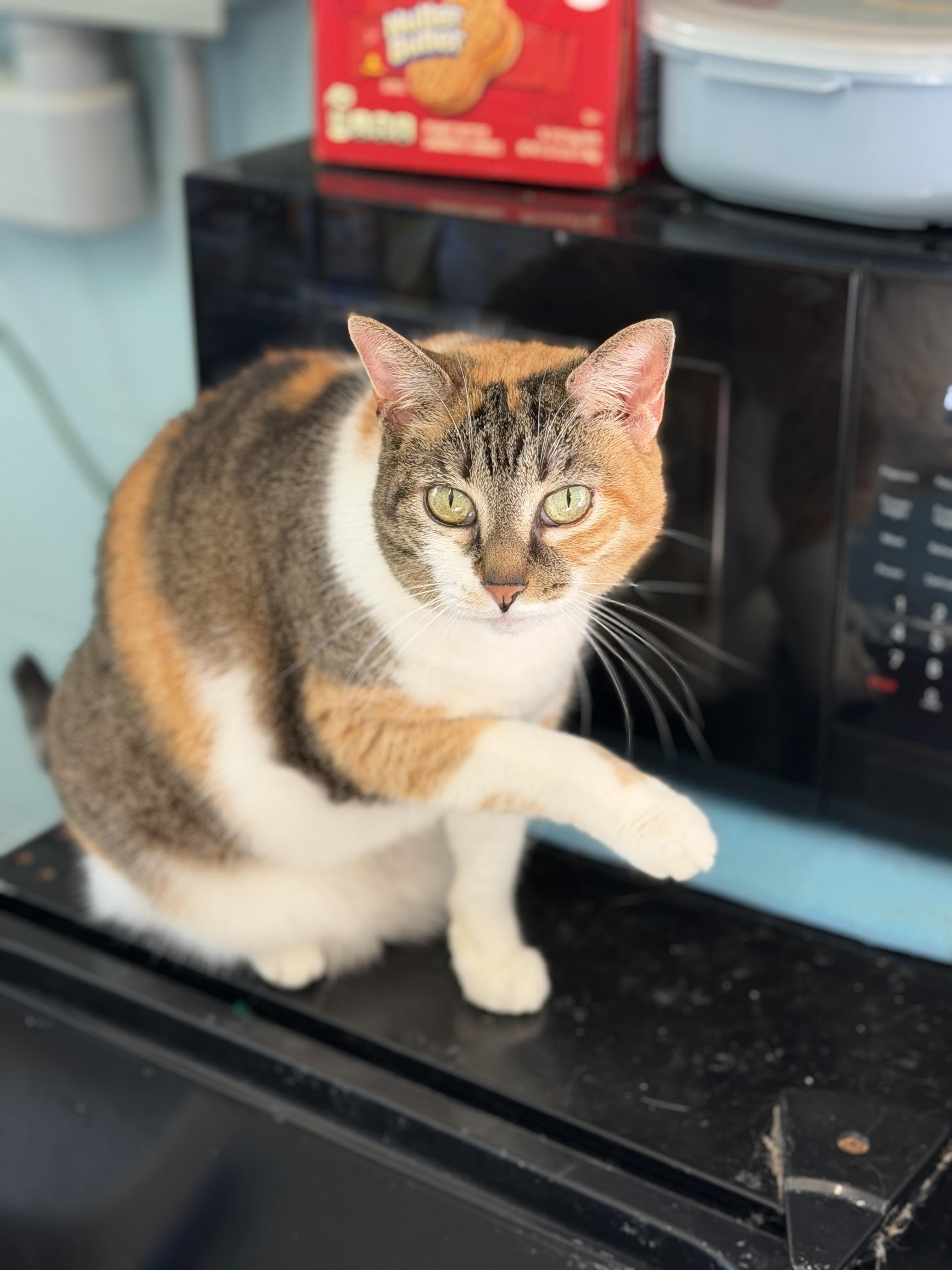Enlarge Gia, an adopted Domestic Short Hair in Warren, OH image 2/3