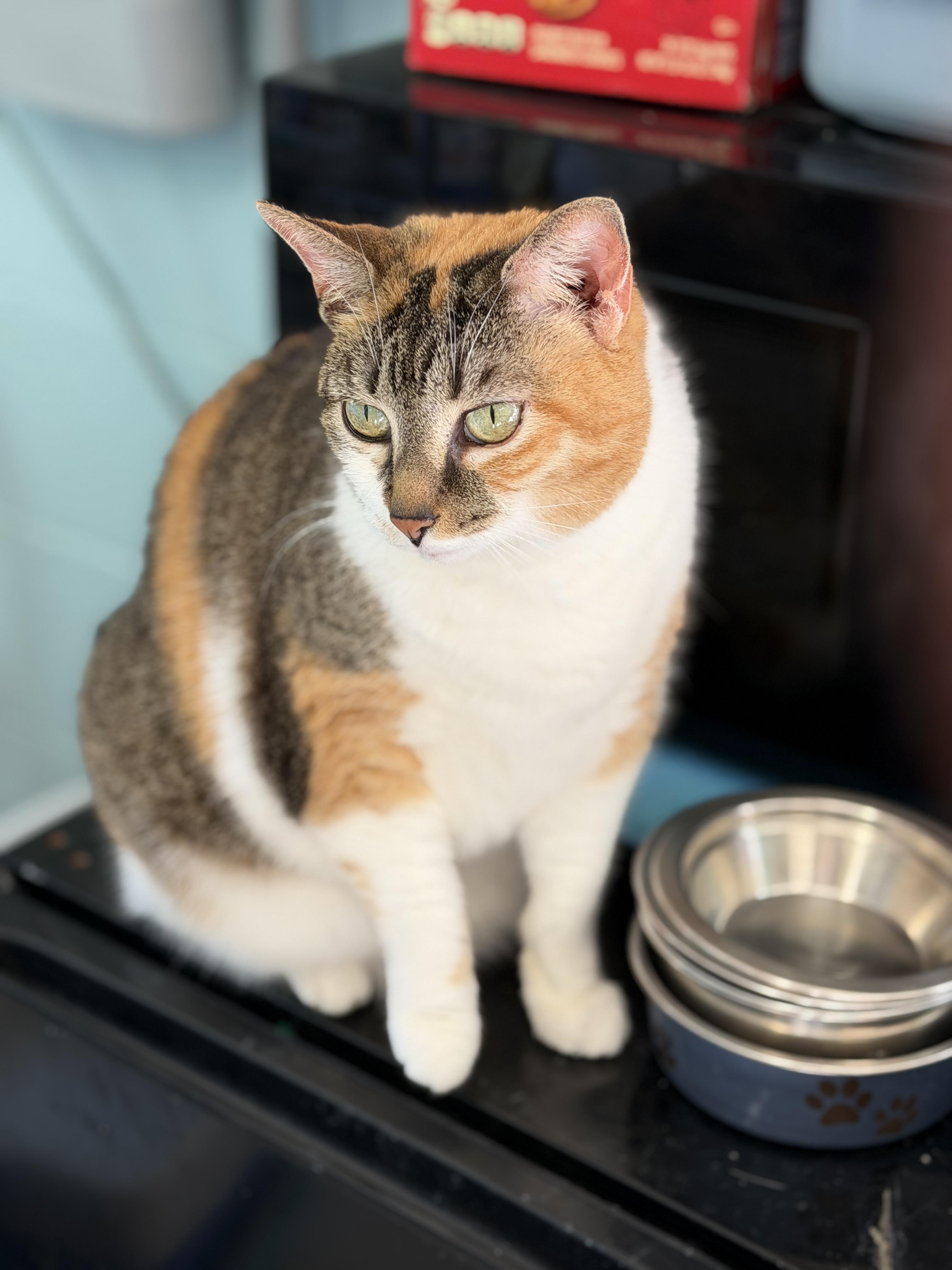 Enlarge Gia, an adopted Domestic Short Hair in Warren, OH image 3/3