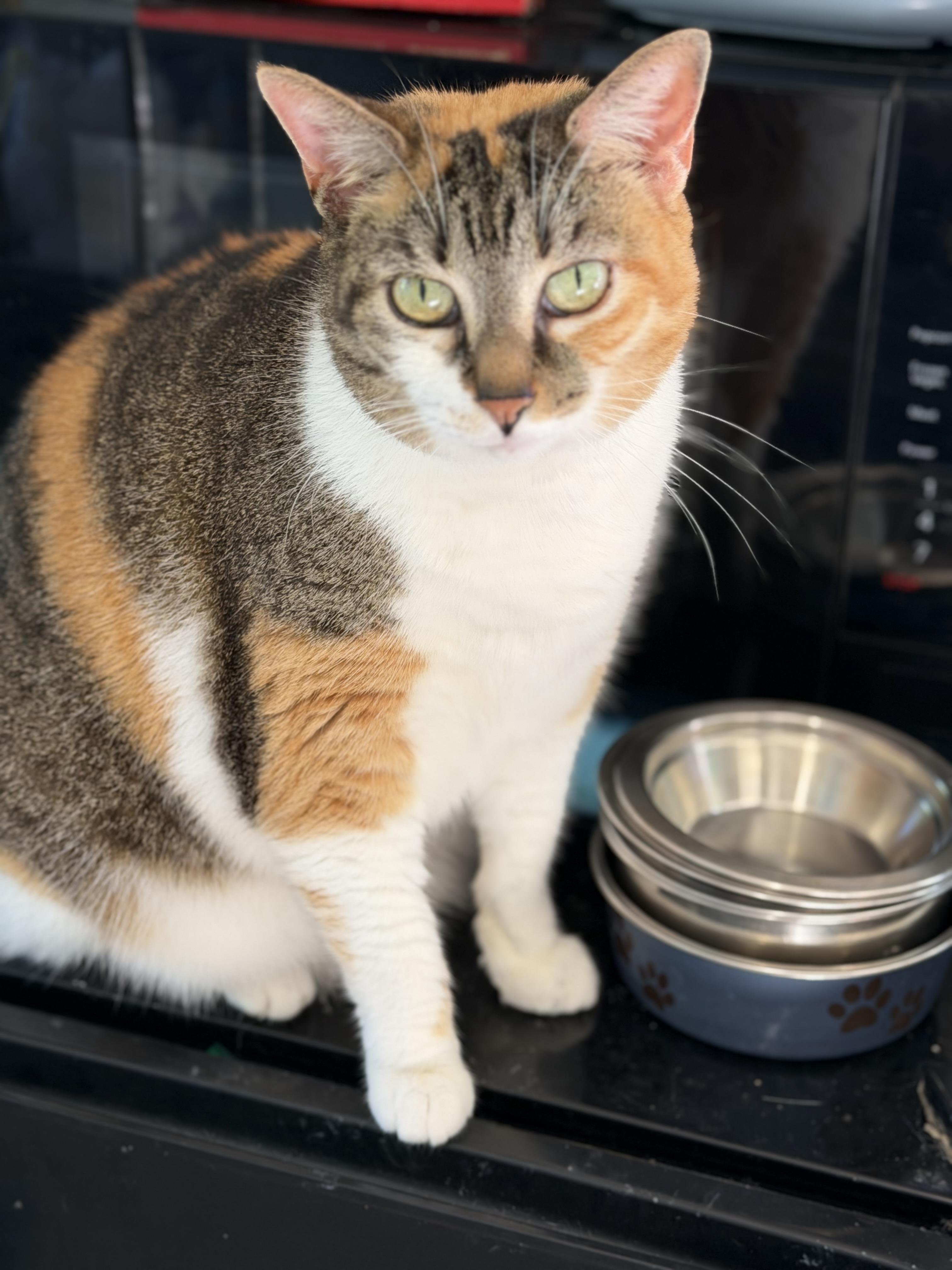 Enlarge Gia, an adopted Domestic Short Hair in Warren, OH image 1/3