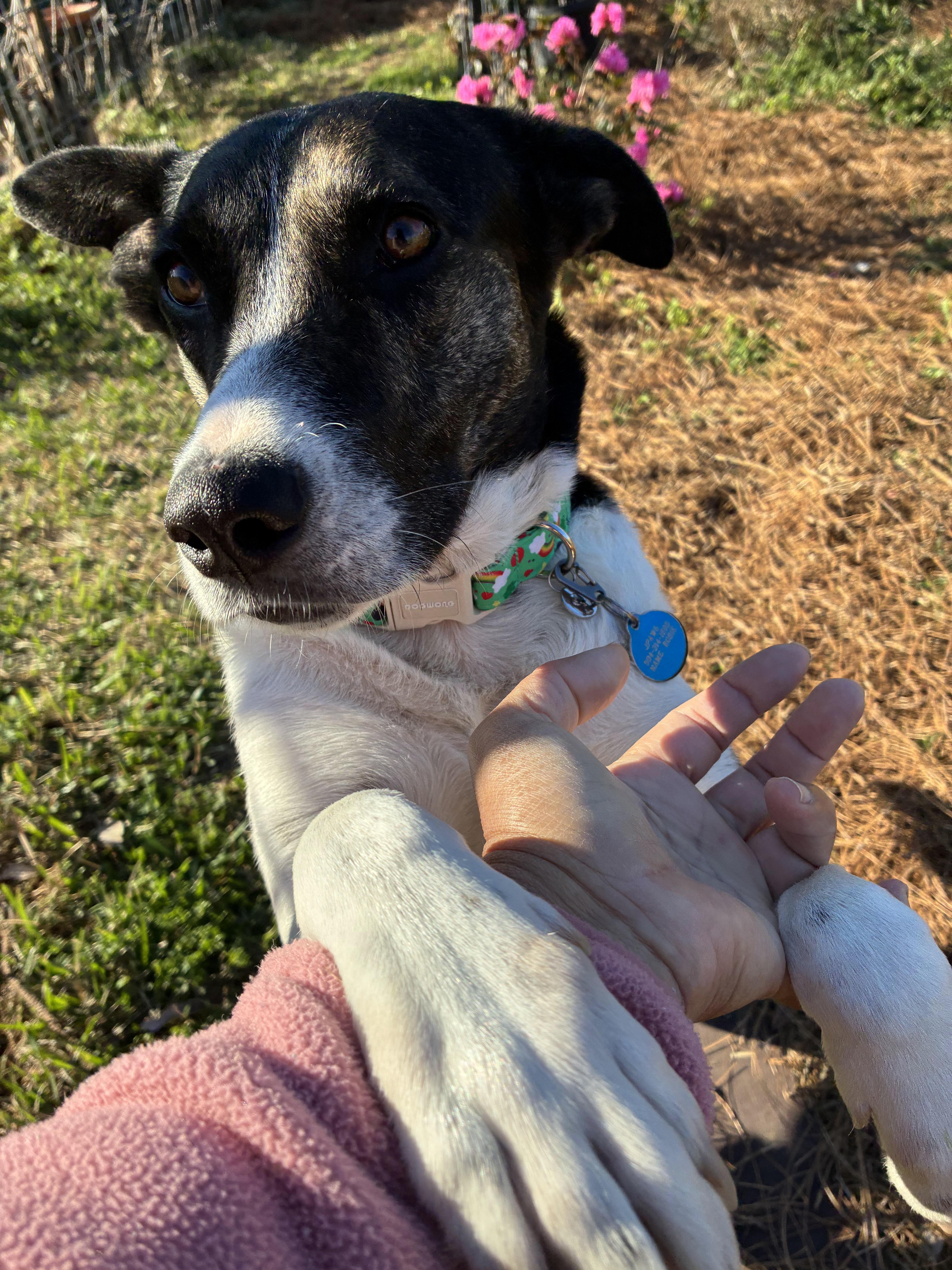 Rosie In Foster , a ADOPTABLE mixed breed in Jefferson, LA image 1/6