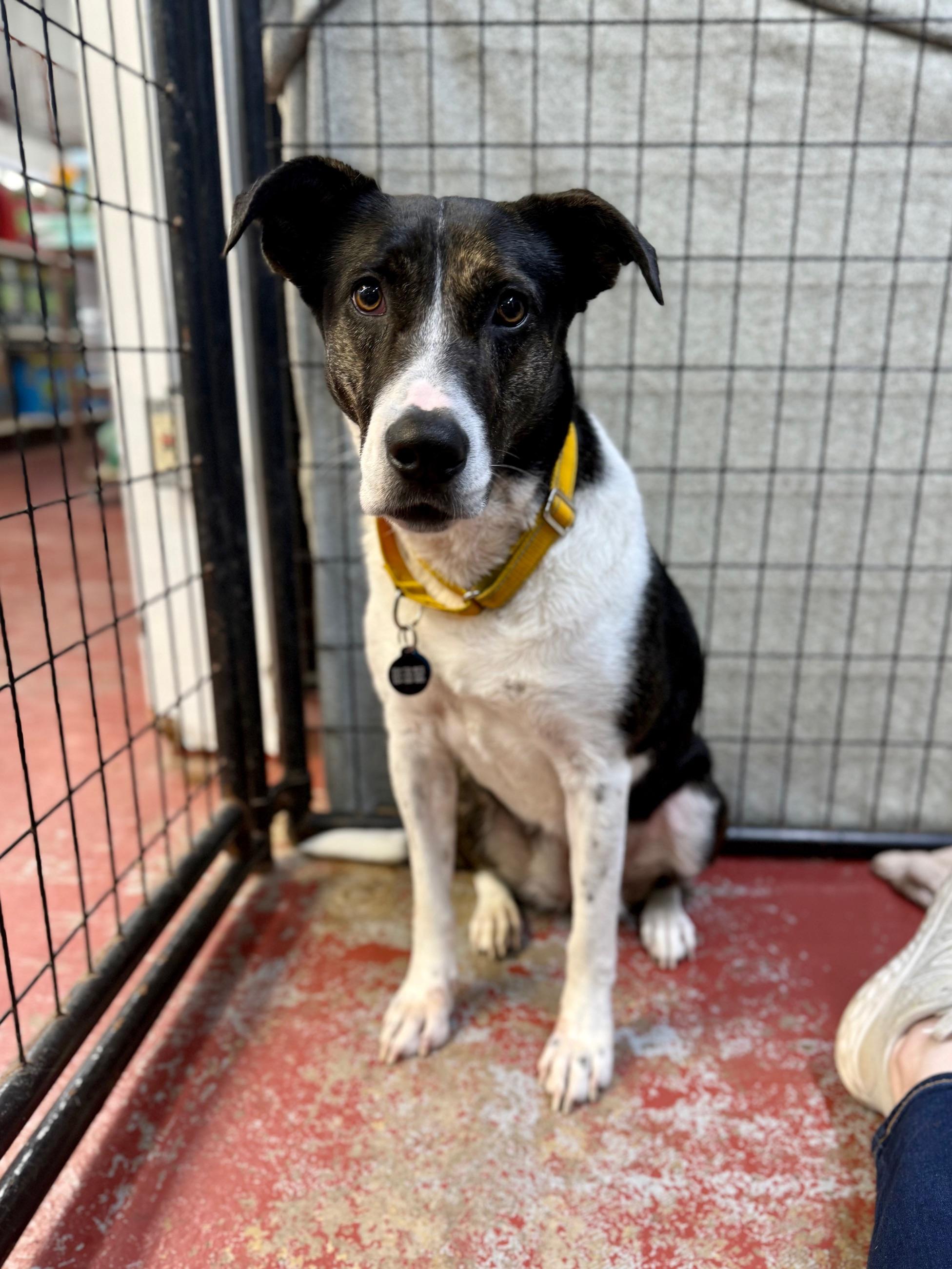 Enlarge Rosie In A Foster Home, a ADOPTABLE mixed breed in Jefferson, LA image 1/3